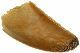 Serrated, Raptor Tooth - Real Dinosaur Tooth #234874-1